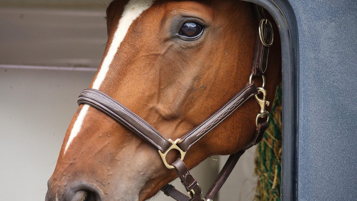 Cheval alezan à tête blanche qui regarde par la fenêtre d'un van à chevaux, licol en cuir, avant le départ