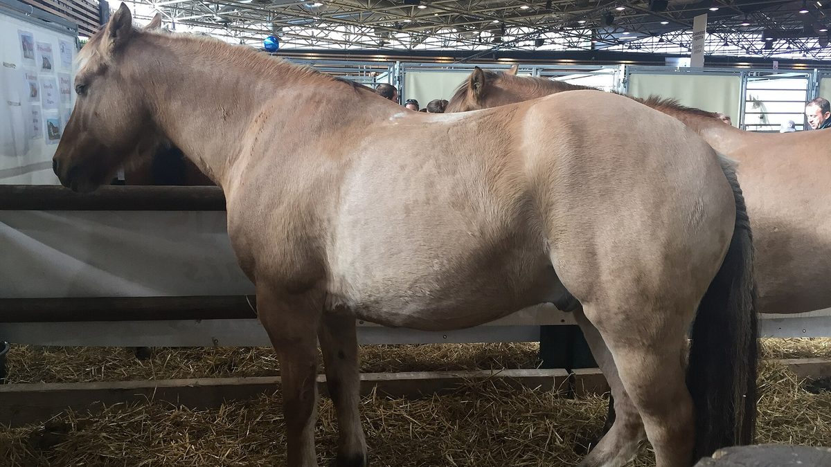 Cheval Henson dans son box au salon Equita'Lyon, sous les structures du hall d'exposition d'Eurexpo