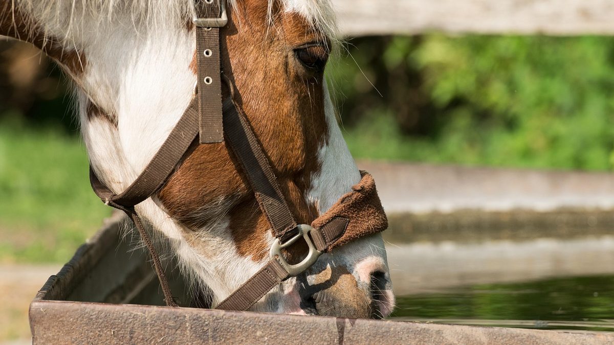 Cheval bai et blanc qui boit à l'abreuvoir pendant une pause